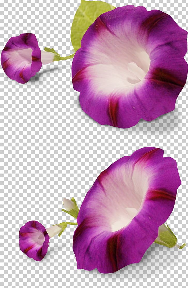 Flower Ipomoea Nil Petunia PNG, Clipart, Annual Plant, Botany, Cdr, Encapsulated Postscript, Flower Free PNG Download