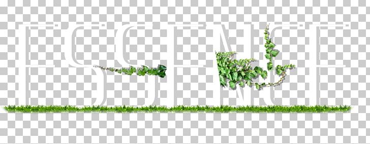 Grasses Plant Stem Leaf Tree Font PNG, Clipart, 3d Animation, 3d Arrows, 3d Fonts, Alphabet, Alphabet Letters Free PNG Download