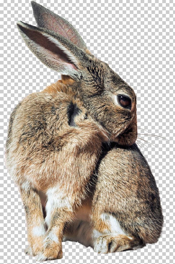Hare Domestic Rabbit Cottontail Rabbit Rabbit-proof Fence PNG, Clipart, Animal, Animals, Cottontail Rabbit, Domestic Rabbit, Fauna Free PNG Download