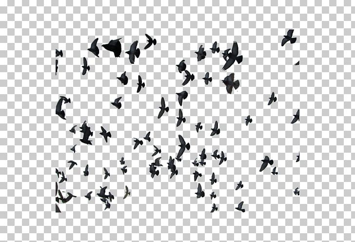 Rock Dove Homing Pigeon PNG, Clipart, Animal Migration, Bird, Bird Migration, Black And White, Columbidae Free PNG Download
