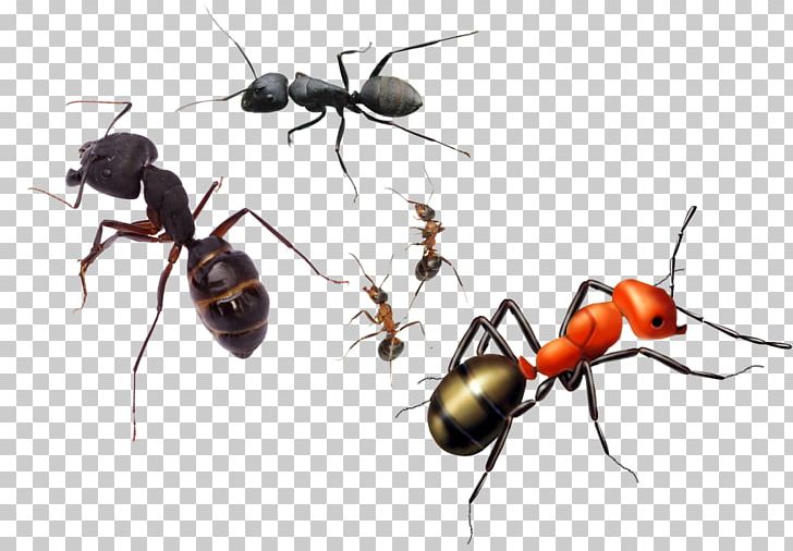 Ant Insect Reptile Amphibian Terrarium PNG, Clipart, Aliexpress, Ants, Ants Vector, Ant Vector, Aquarium Free PNG Download