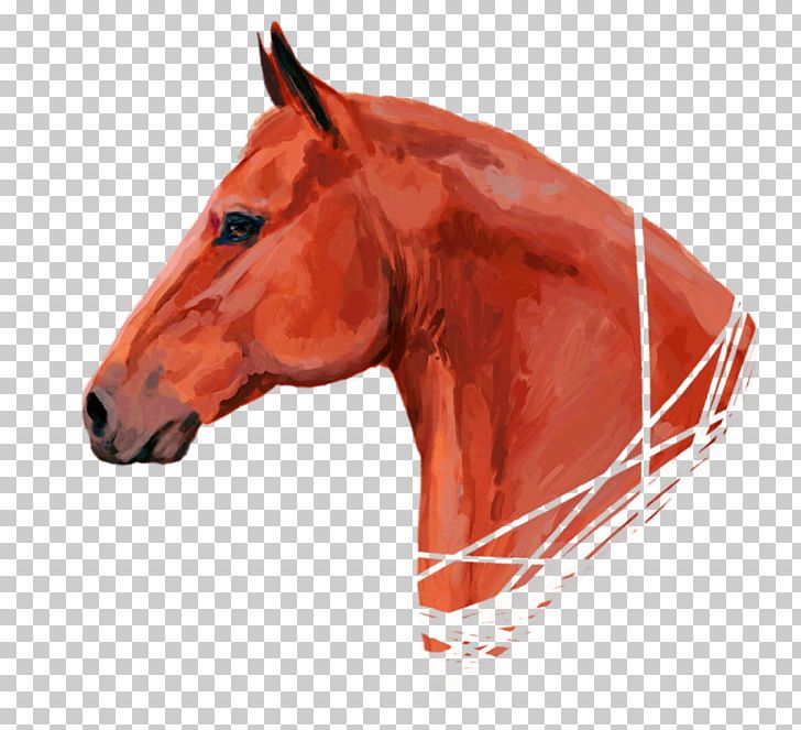 Mustang Halter Mare Stallion Bridle PNG, Clipart, Bridle, Halter, Head, Horse, Horse Like Mammal Free PNG Download