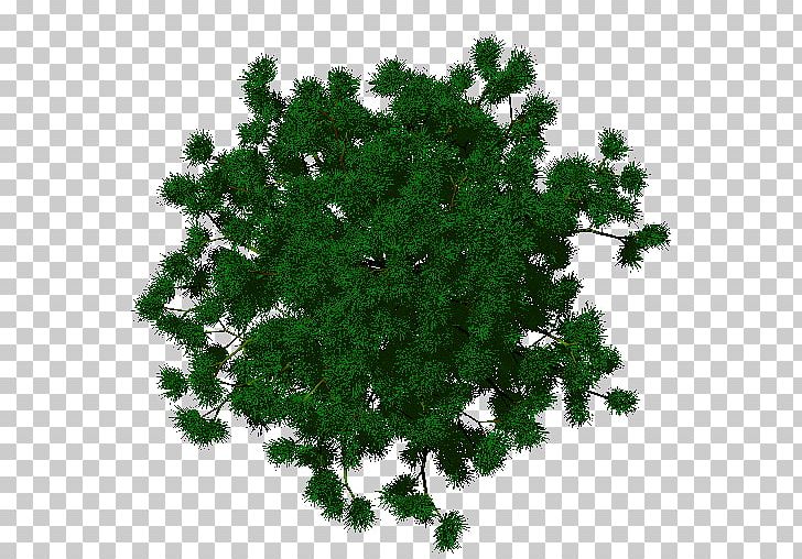 Spruce Evergreen Shrub Herb Leaf PNG, Clipart, Branch, Conifer, Evergreen, Fir, Grass Free PNG Download