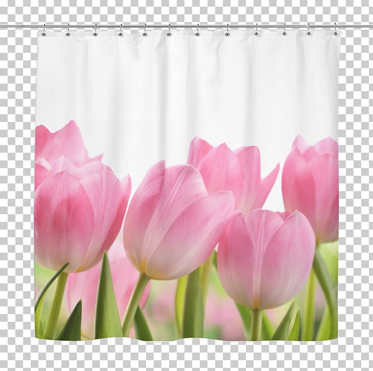 Tulip Cut Flowers Stock.xchng PNG, Clipart, Curtains, Cut Flowers, Download, Floristry, Flower Free PNG Download