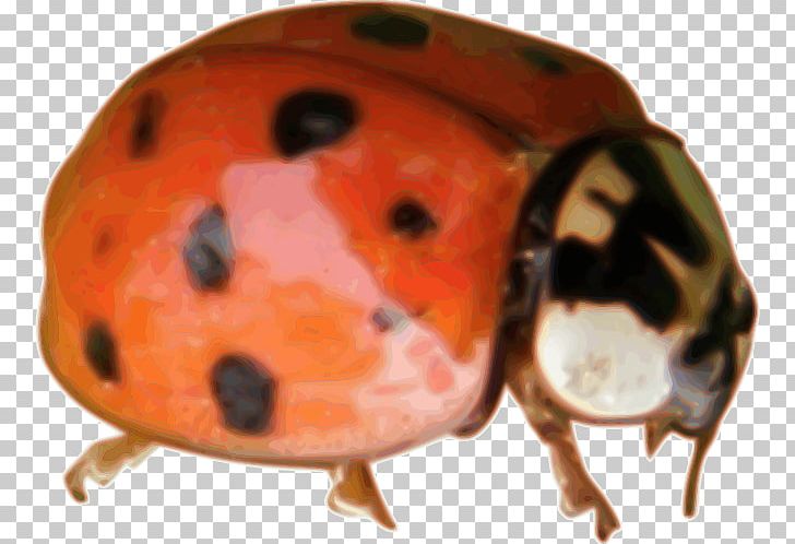 Beetle Ladybird Microsoft Office PNG, Clipart, Animals, Beetle, Computer Icons, Desktop Wallpaper, Insect Free PNG Download