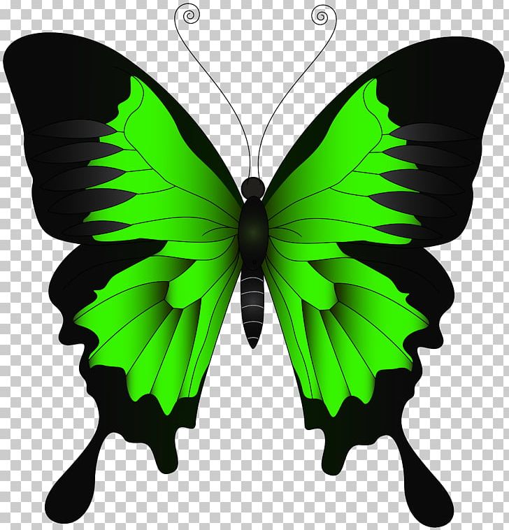 Butterfly Papilio Ulysses Illustration PNG, Clipart, Arthropod, Brush Footed Butterfly, Butterflies, Butterfly, Clipart Free PNG Download