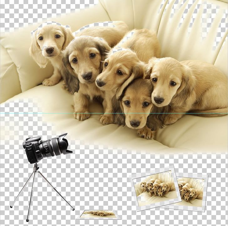 Dachshund Labrador Retriever Siberian Husky Pug Shiba Inu PNG, Clipart, Animal, Animals, Companion Dog, Cute Dog, Cuteness Free PNG Download