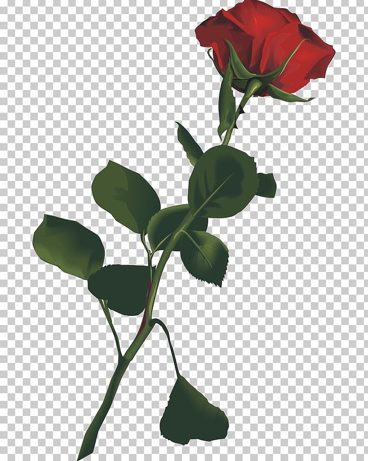 Garden Roses Red Wine Arigatô PNG, Clipart, Arigato, Blog, Blue, Cut Flowers, Flower Free PNG Download