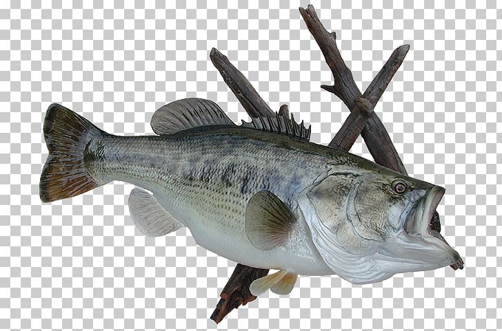 Largemouth Bass AZ Wildlife Creations Perch Taxidermy PNG, Clipart, Arizona, Az Wildlife Creations, Barramundi, Bass, Cod Free PNG Download