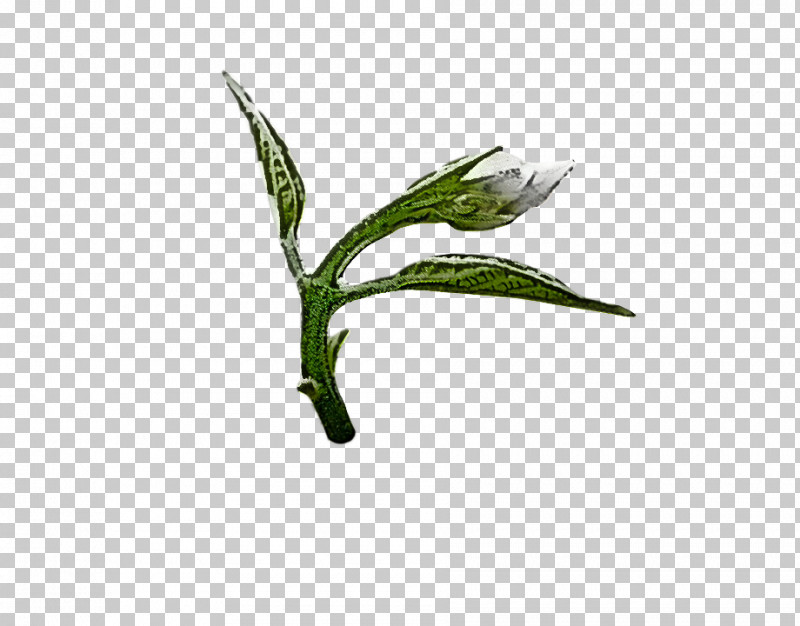 Leaf Plant Flower Plant Stem PNG, Clipart, Flower, Leaf, Plant, Plant Stem Free PNG Download