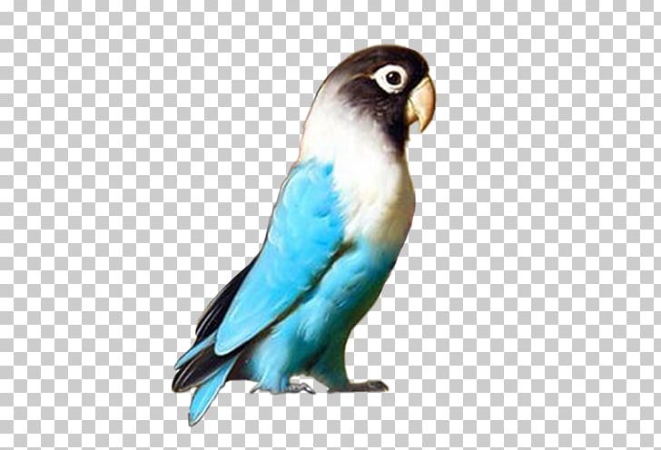 Budgerigar Lovebird Parrot Parakeet PNG, Clipart, Animals, Beak, Bird, Budgerigar, Common Pet Parakeet Free PNG Download