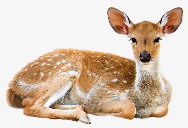 Deer Lying Down PNG, Clipart, Animal, Brown, Canine, Cute, Cut Out Free PNG Download