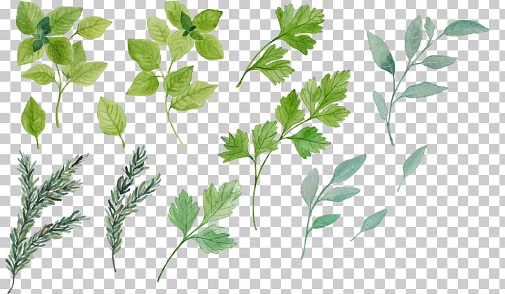 Herb Leaf PNG, Clipart, Basil, Branch, Clip Art, Condiment, Grass Free PNG Download