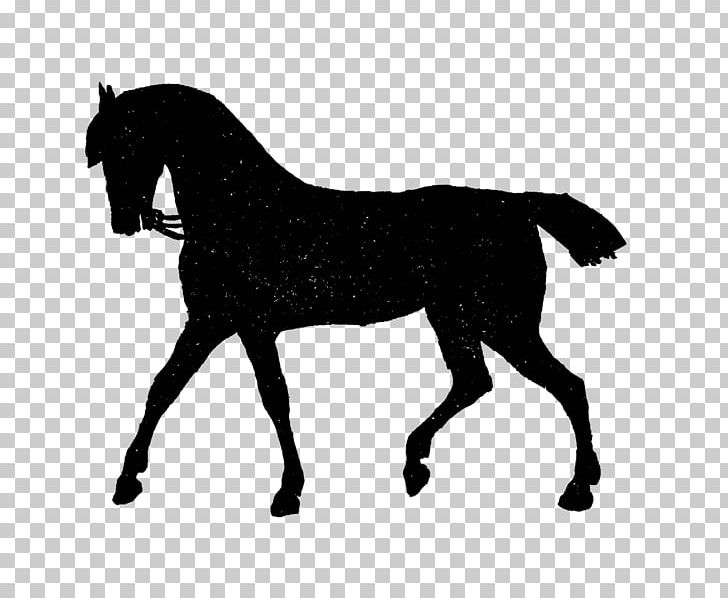 Mustang Stallion Foal Pony Colt PNG, Clipart, Black, Black And White, Bridle, Colt, English Riding Free PNG Download