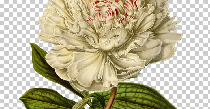 Moutan Peony Printing Flower PNG, Clipart, Botanical Illustration, Botany, Chrysanths, Cut Flowers, Dahlia Free PNG Download