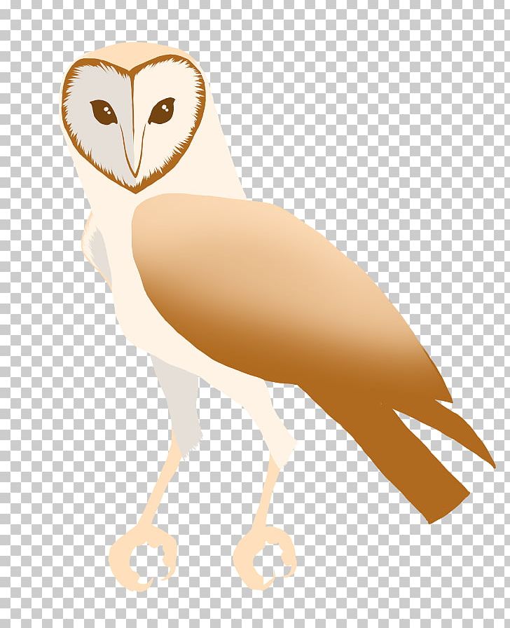 Owl Beak Neck PNG, Clipart, Animals, Beak, Bird, Bird Of Prey, Fauna Free PNG Download