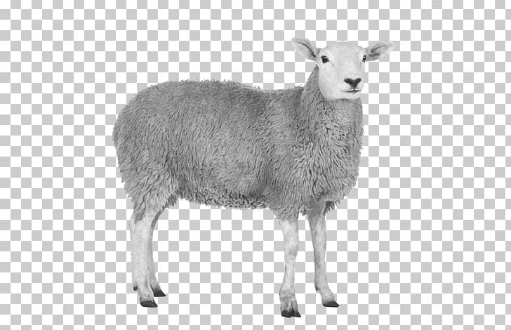 Sheep Goat Stock Photography PNG, Clipart, Animal Figure, Animals, Argali, Away, Cow Goat Family Free PNG Download