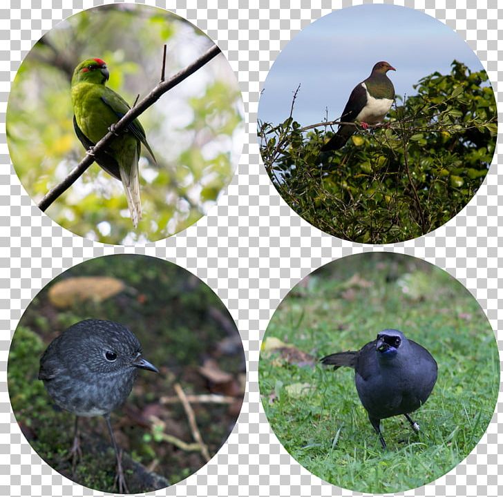 Beak Bird Food Fauna Wildlife PNG, Clipart, Beak, Bird, Bird Food, Fauna, Food Free PNG Download