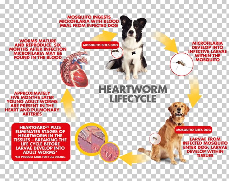 Dog Breed Heartworm Puppy Veterinarian PNG, Clipart, Advertising, Animals, Biological Life Cycle, Carnivoran, Disease Free PNG Download