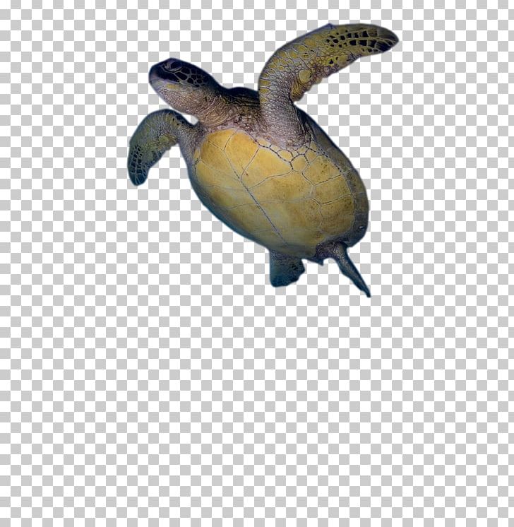 Loggerhead Sea Turtle Pond Turtles Tortoise PNG, Clipart, Animal, Animals, Emydidae, Fauna, Kisses In The Rain Free PNG Download