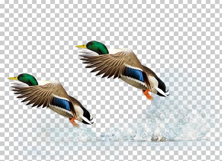 Mallard Duck Flight Bird PNG, Clipart, Adobe Illustrator, Animals, Beak, Download, Duck Free PNG Download