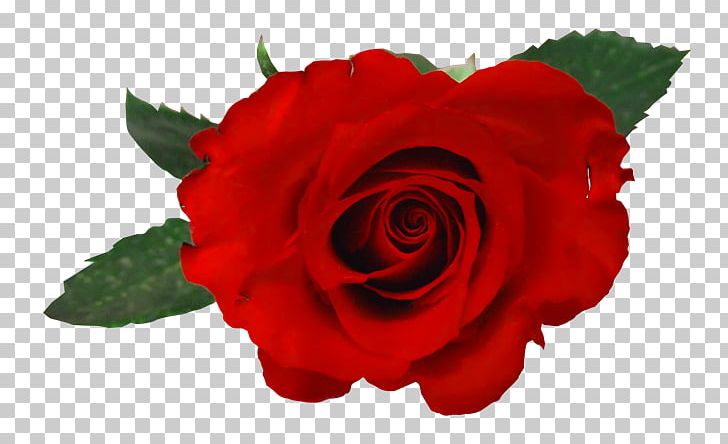PhotoScape Rose GIMP PNG, Clipart, Animation, China Rose, Computer Network, Cut Flowers, Download Free PNG Download