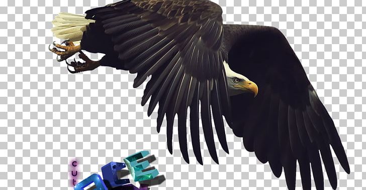 Bald Eagle Bird Flight Desktop PNG, Clipart, Accipitriformes, Aguila, Animals, Bald Eagle, Beak Free PNG Download
