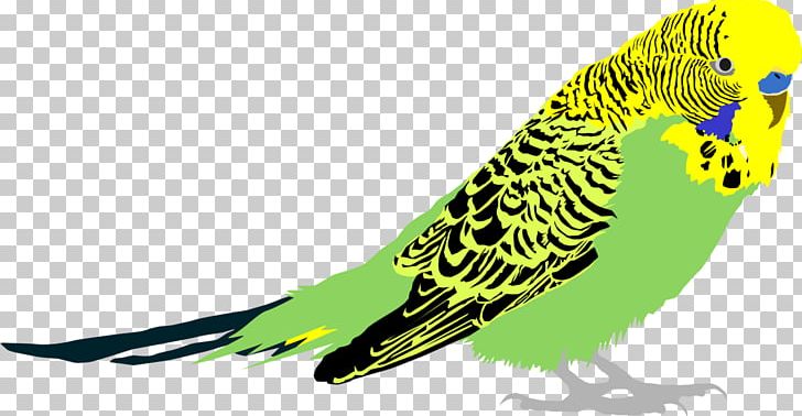 Budgerigar Bird Parakeet Common Myna Macaw PNG, Clipart, Animal, Animals, Art, Beak, Bird Free PNG Download