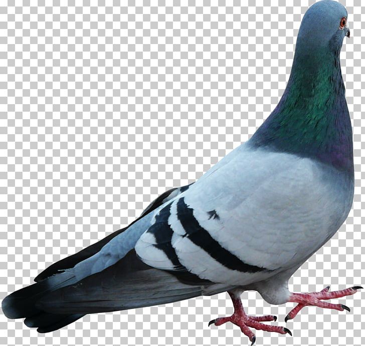 Stock Dove Bird Beak Feather PNG, Clipart, Albaqi, Animals, Basmala, Beak, Bird Free PNG Download