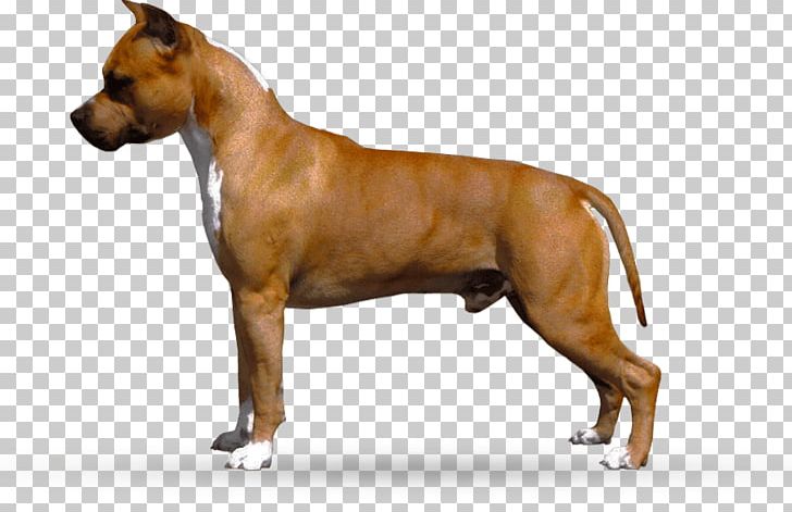 American Staffordshire Terrier American Pit Bull Terrier Dog Breed Staffordshire Bull Terrier PNG, Clipart, American Pit Bull Terrier, American Staffordshire, American Staffordshire Terrier, Animals, Bull Terrier Free PNG Download