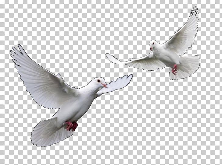 Columbidae Bird Domestic Pigeon PNG, Clipart, Animals, Beak, Bird, Columbidae, Computer Icons Free PNG Download