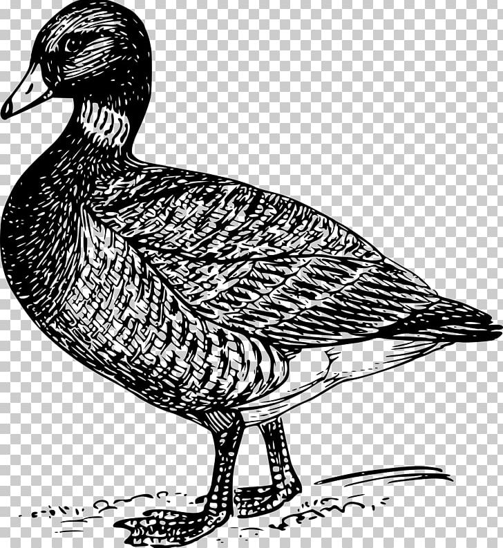 Goose Bird Duck Drawing PNG, Clipart, Animals, Beak, Bird, Bird Flight, Black And White Free PNG Download