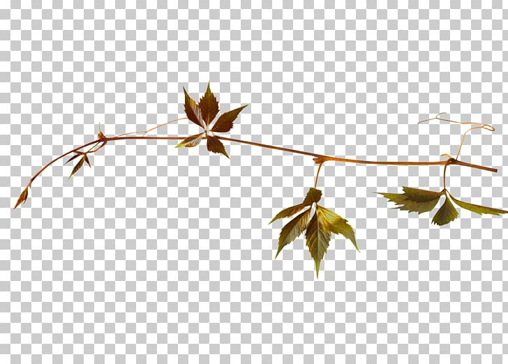 Leaf Tree Plant PNG, Clipart, Branch, Desktop Wallpaper, Encapsulated Postscript, Leaf, Plant Free PNG Download