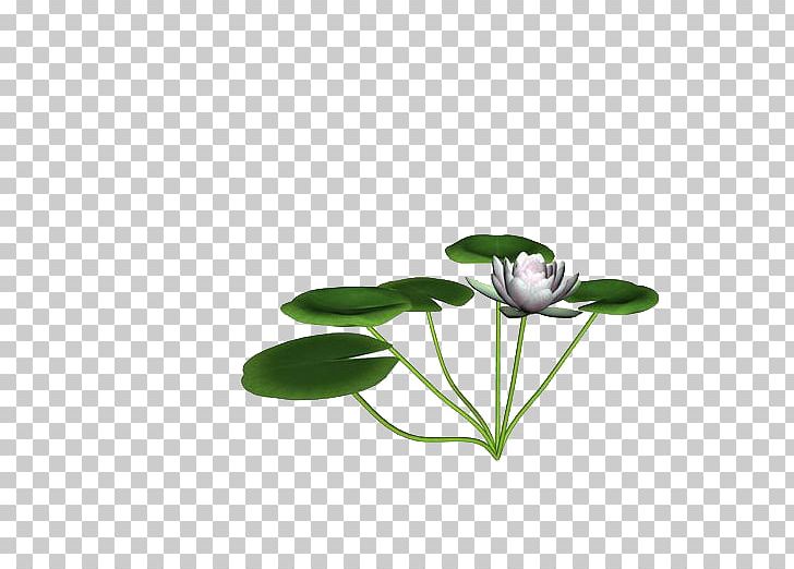 Lotus Pond Nelumbo Nucifera PNG, Clipart, Autumn Leaf, Computer Wallpaper, Euclidean Vector, Flora, Flower Free PNG Download