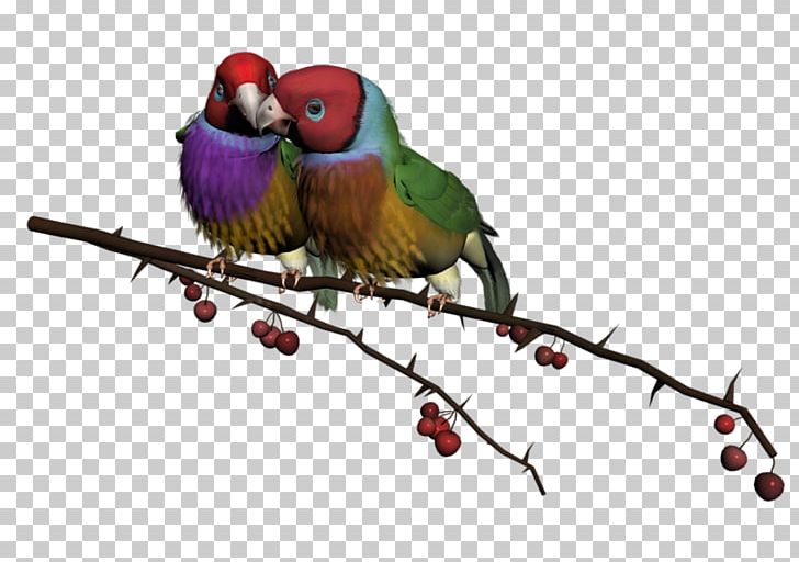 Lovebird Wish Morning PNG, Clipart, Animals, Beak, Bird, Branch, Common Pet Parakeet Free PNG Download