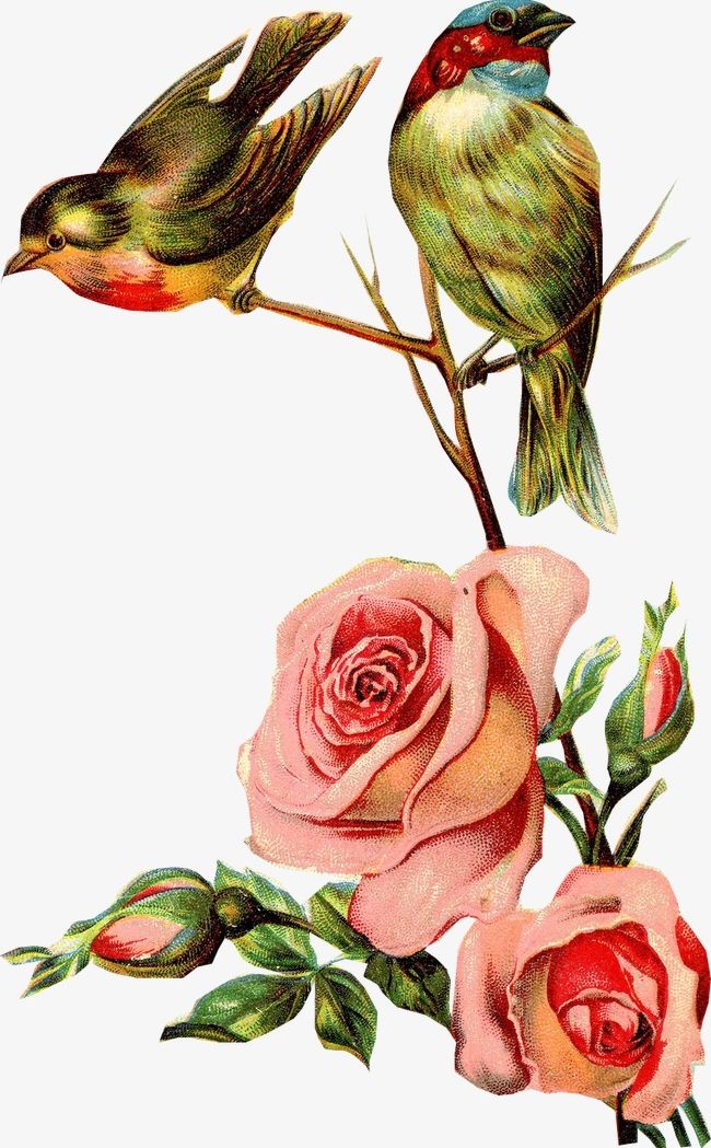 Birds Rose PNG, Clipart, Animal, Birds Clipart, Flowers, Pink, Rose Clipart Free PNG Download