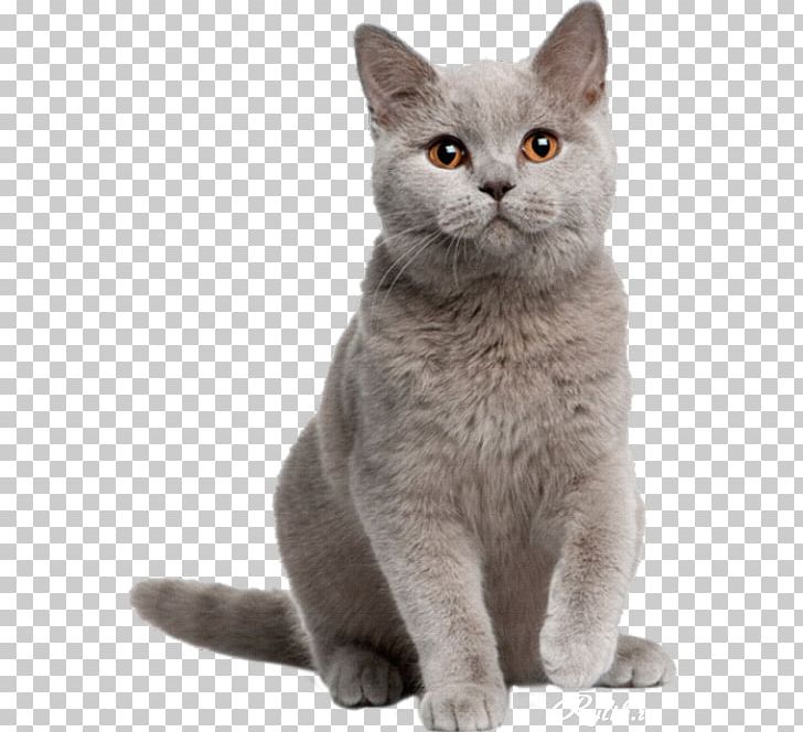 British Shorthair American Shorthair Exotic Shorthair Persian Cat Australian Mist PNG, Clipart, Abyssinian, American Wirehair, Animals, Asian, Breed Free PNG Download