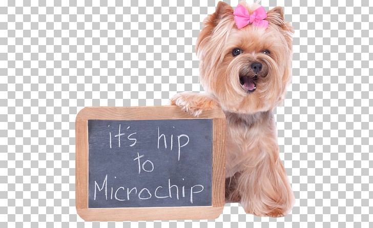 Dog Cat Microchip Implant Veterinarian Pet PNG, Clipart, Animal Rescue Group, Animal Shelter, Carnivoran, Cat, Companion Dog Free PNG Download