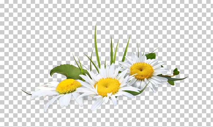 Flower PNG, Clipart, Animaatio, Chamaemelum Nobile, Chamomile, Clip Art, Computer Wallpaper Free PNG Download