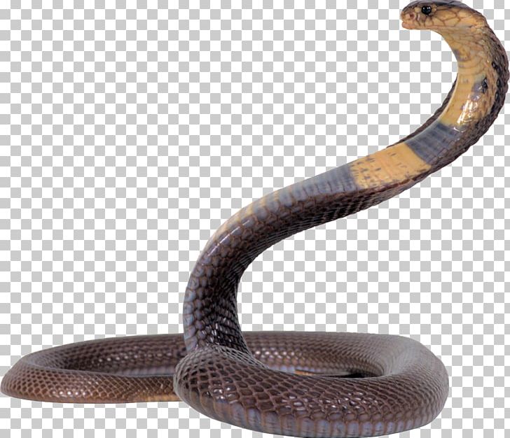 Snake King Cobra PNG, Clipart, Animals, Boa Constrictor, Cobra, Cobra Snake, Colubridae Free PNG Download