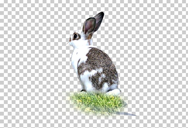 A White Rabbit With A Grass Side PNG, Clipart, Animal, Color, Cuteness, Domestic Rabbit, European Rabbit Free PNG Download