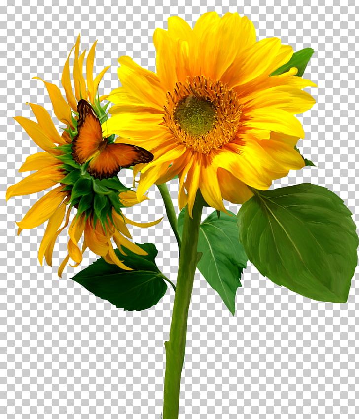 Common Sunflower PNG, Clipart, Butterfly, Cut Flowers, Daisy Family, Download, Floral Design Free PNG Download