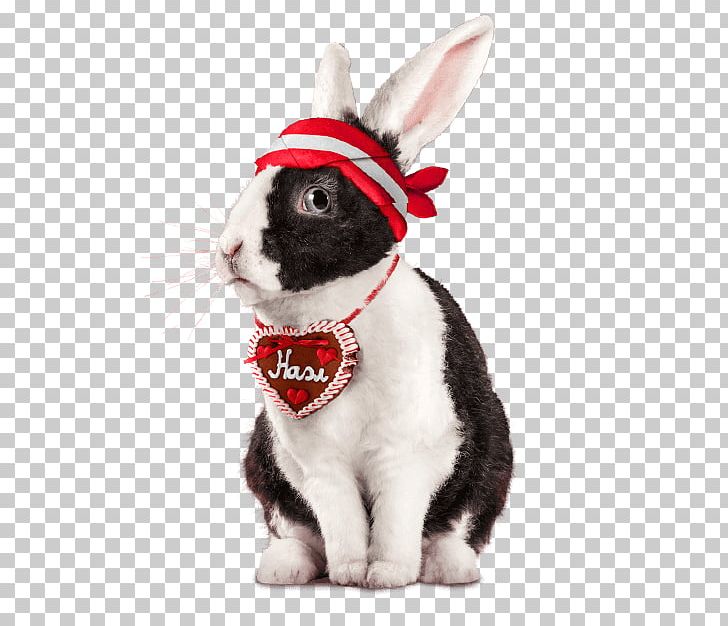 Domestic Rabbit Easter Bunny Whiskers Snout PNG, Clipart, Animals, Cat, Domestic Rabbit, Easter, Easter Bunny Free PNG Download