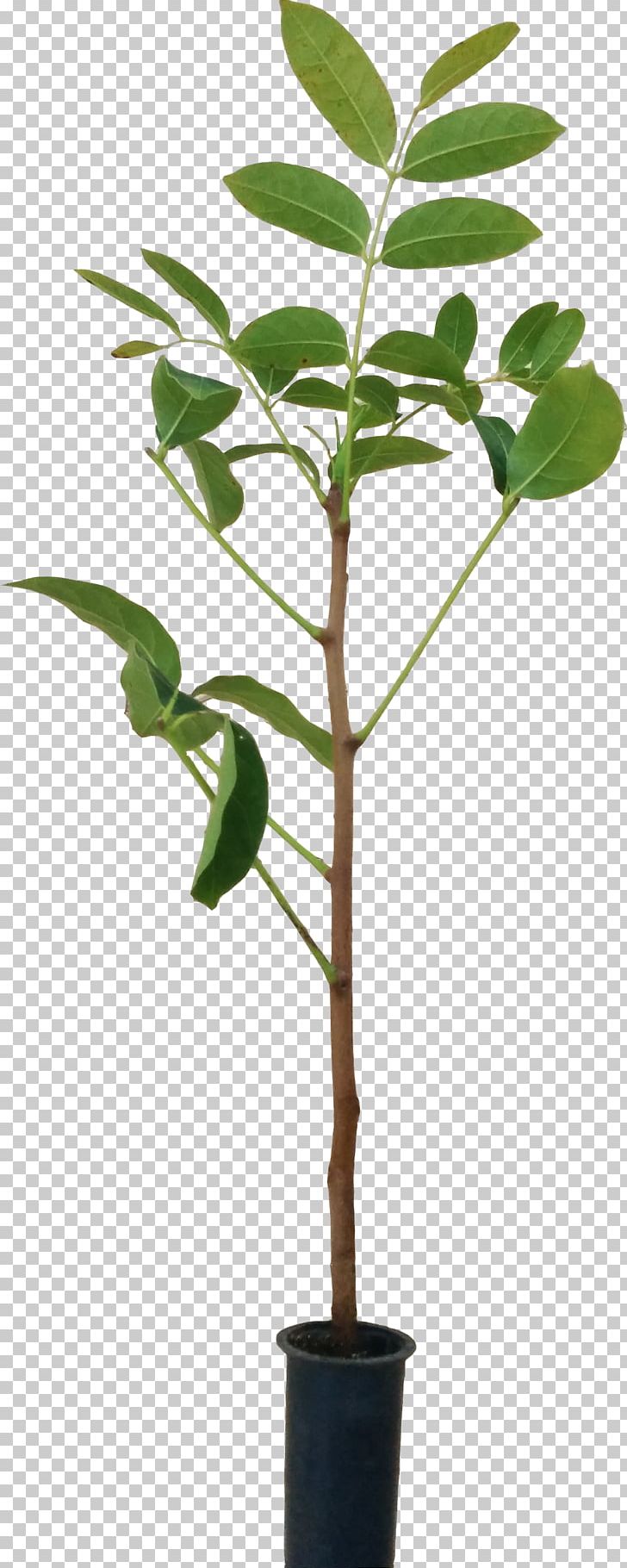 Flowerpot Houseplant Plant Stem Leaf Branching PNG, Clipart, Branch, Branching, Flowerpot, Houseplant, Leaf Free PNG Download