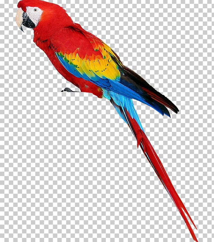 Parrot Bird Desktop Budgerigar PNG, Clipart, Animals, Beak, Bird, Budgerigar, Color Free PNG Download