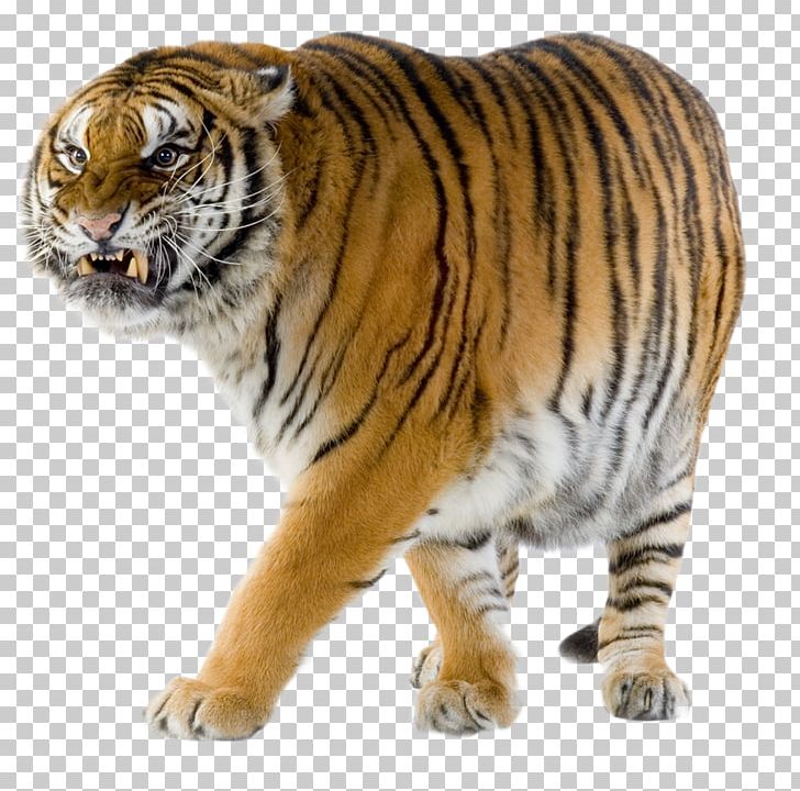 Siberian Tiger Felidae Bengal Tiger Cheetah Wildlife PNG, Clipart, Animal, Animals, Bengal, Big Cat, Big Cats Free PNG Download