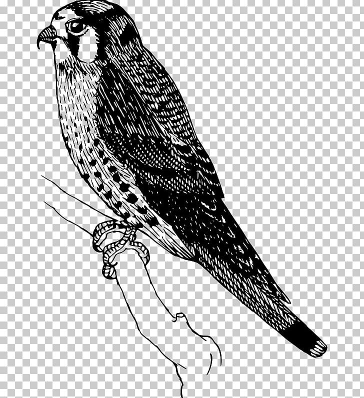 Bird PNG, Clipart, Animals, Beak, Bird, Bird Of Prey, Black And White Free PNG Download