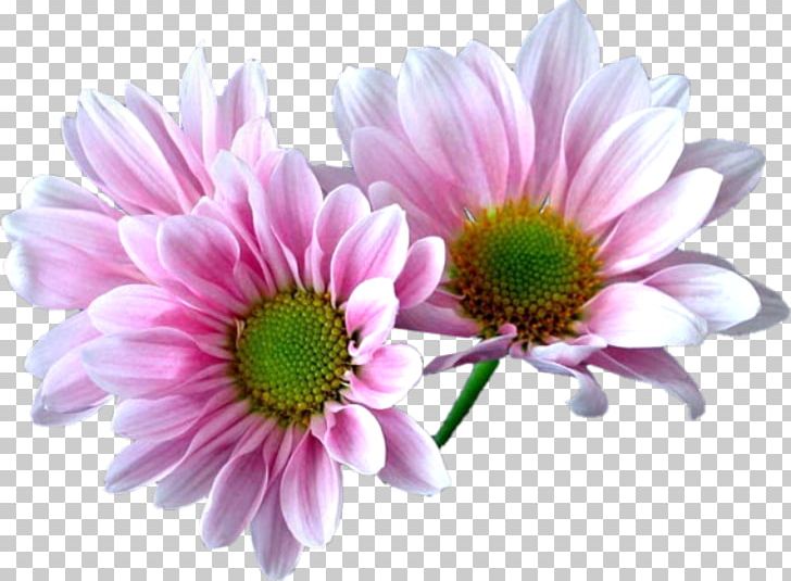 Geni PNG, Clipart, Animation, Annual Plant, Art, Aster, Chrysanths Free PNG Download