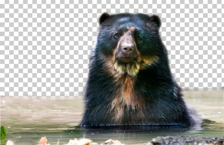 Grizzly Bear American Black Bear Terrestrial Animal Snout PNG, Clipart, American Black Bear, Animal, Animals, Bear, Brown Bear Free PNG Download