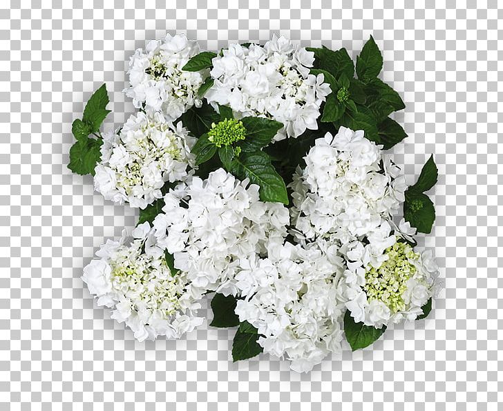 Hydrangea Cut Flowers Floral Design Flower Bouquet PNG, Clipart, Alisons, Alyssum, Annual Plant, Coco, Cornales Free PNG Download